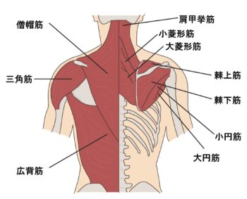 チューブトレーニング　背筋