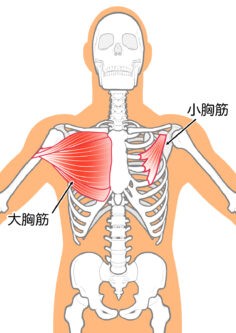 チューブトレーニング　大胸筋